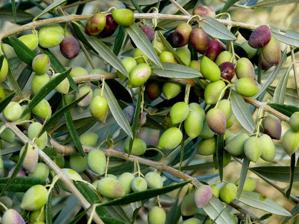 Olive