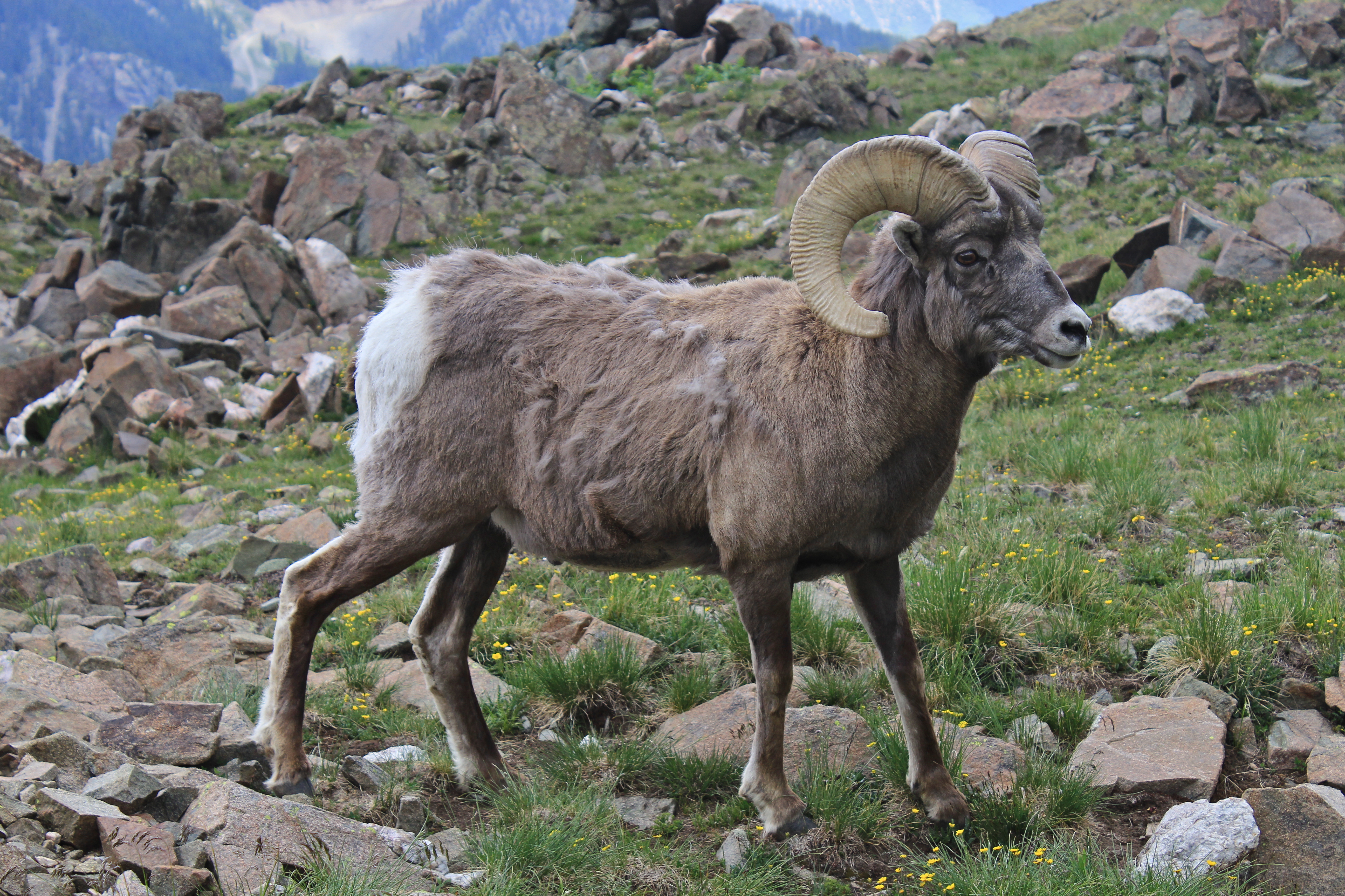 bighorn sheep - Alberta State Symbol