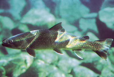 bull trout - Alberta State Symbol
