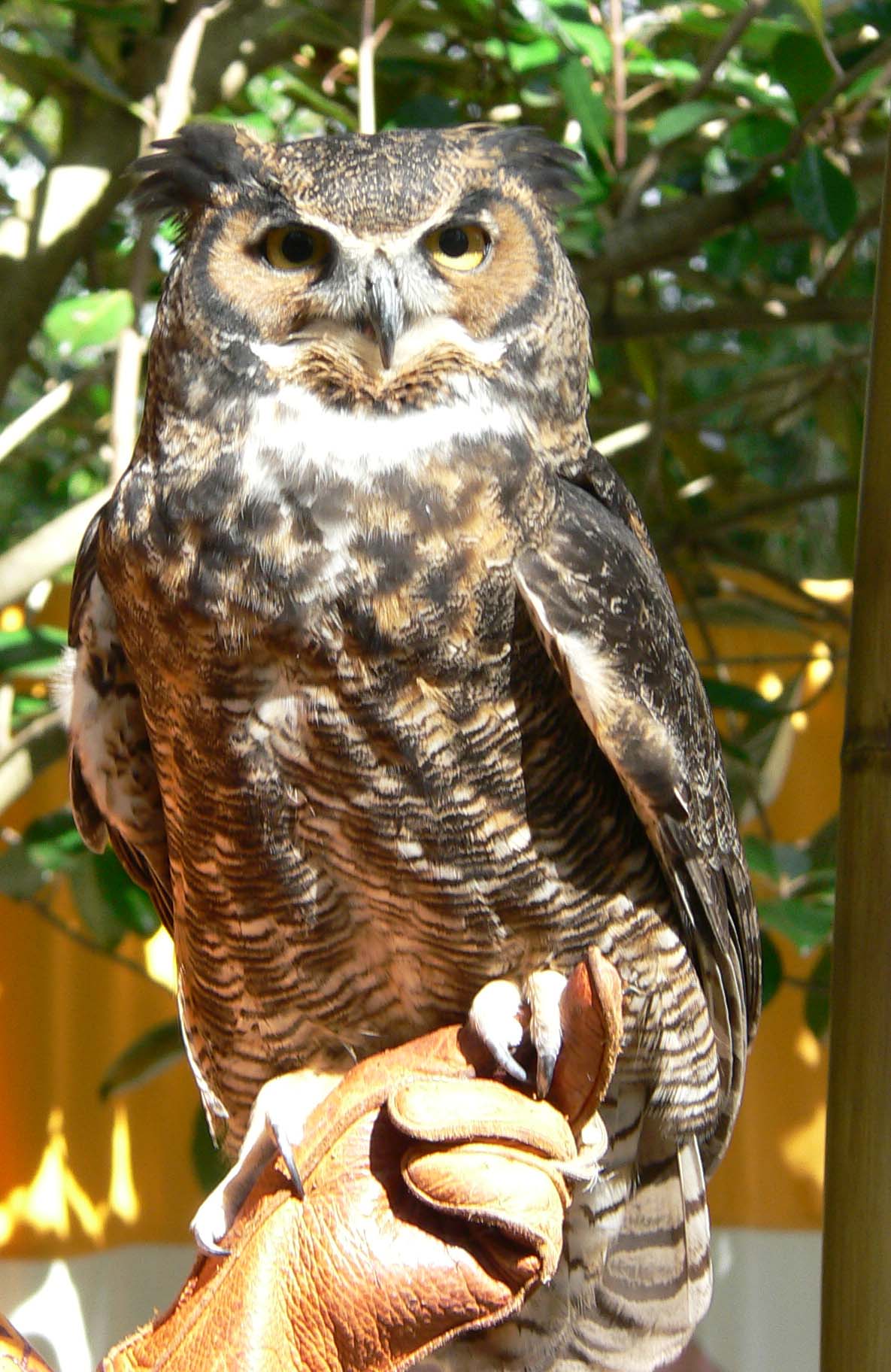 Great Horned Owl - Alberta State Symbol