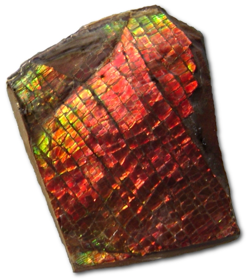 ammolite - Alberta State Symbol