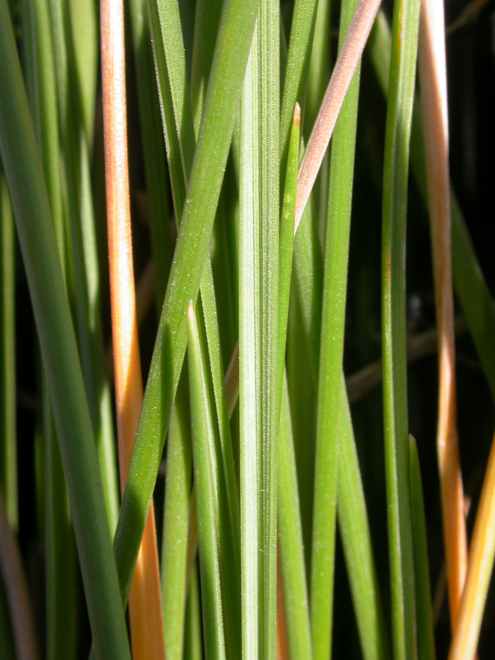 Festuca altaica - Alberta State Symbol