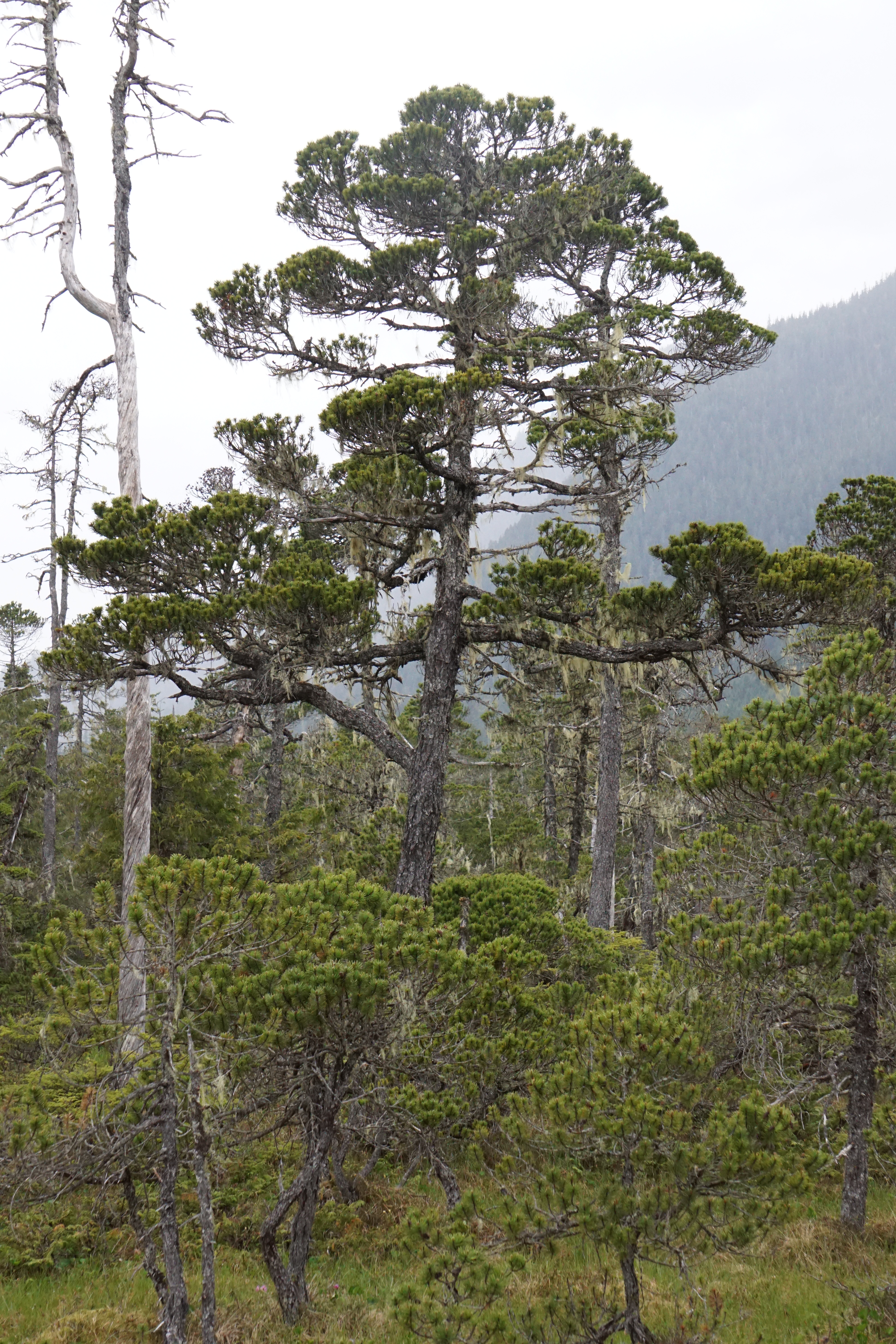 Pinus contorta - Alberta State Symbol