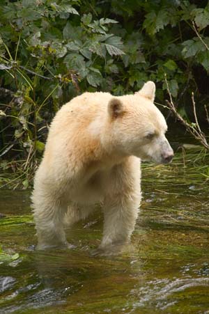 Kermode bear - British Columbia State Symbol