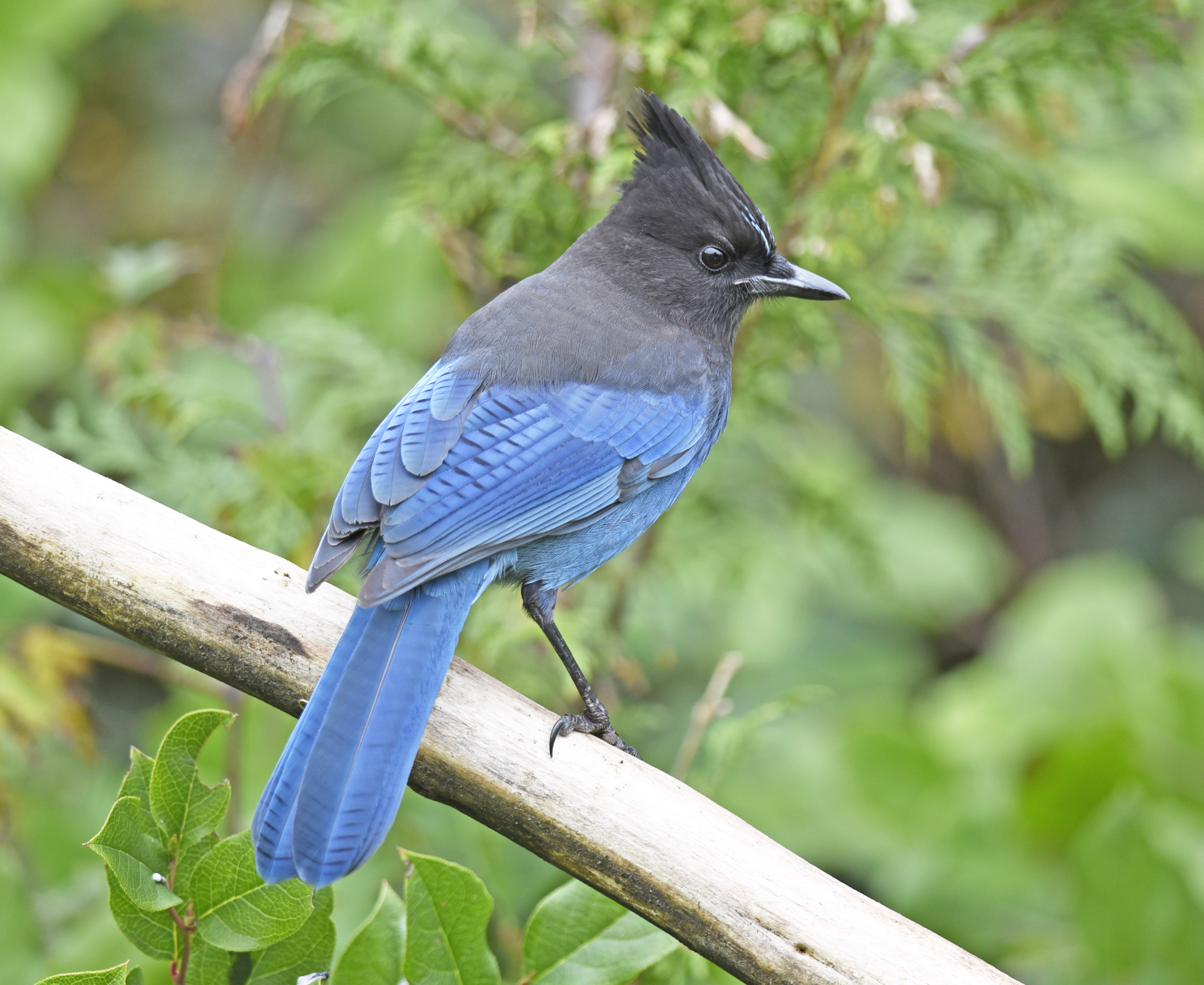 Steller's Jay - British Columbia State Symbol