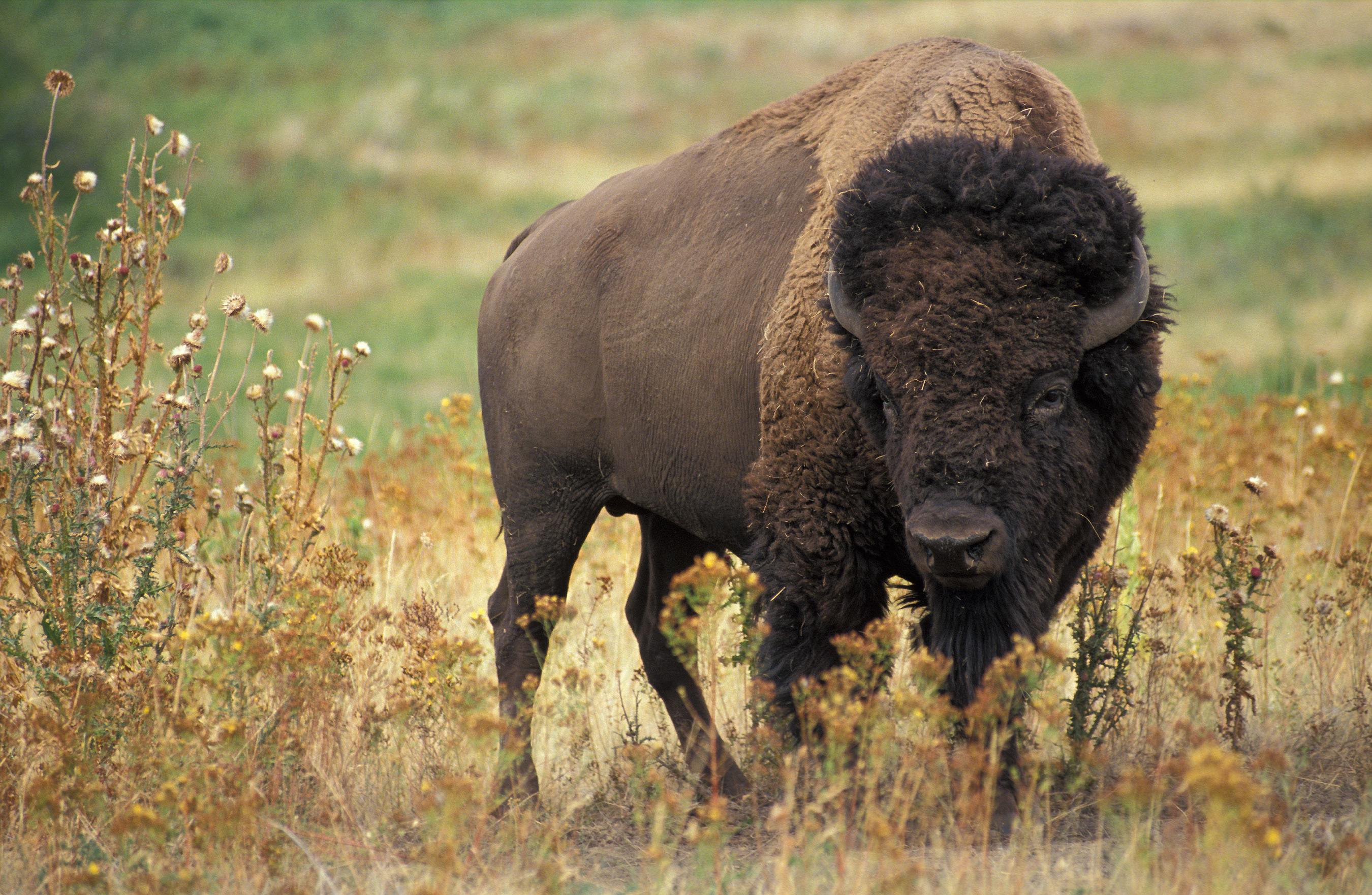 plains bison - Manitoba State Symbol