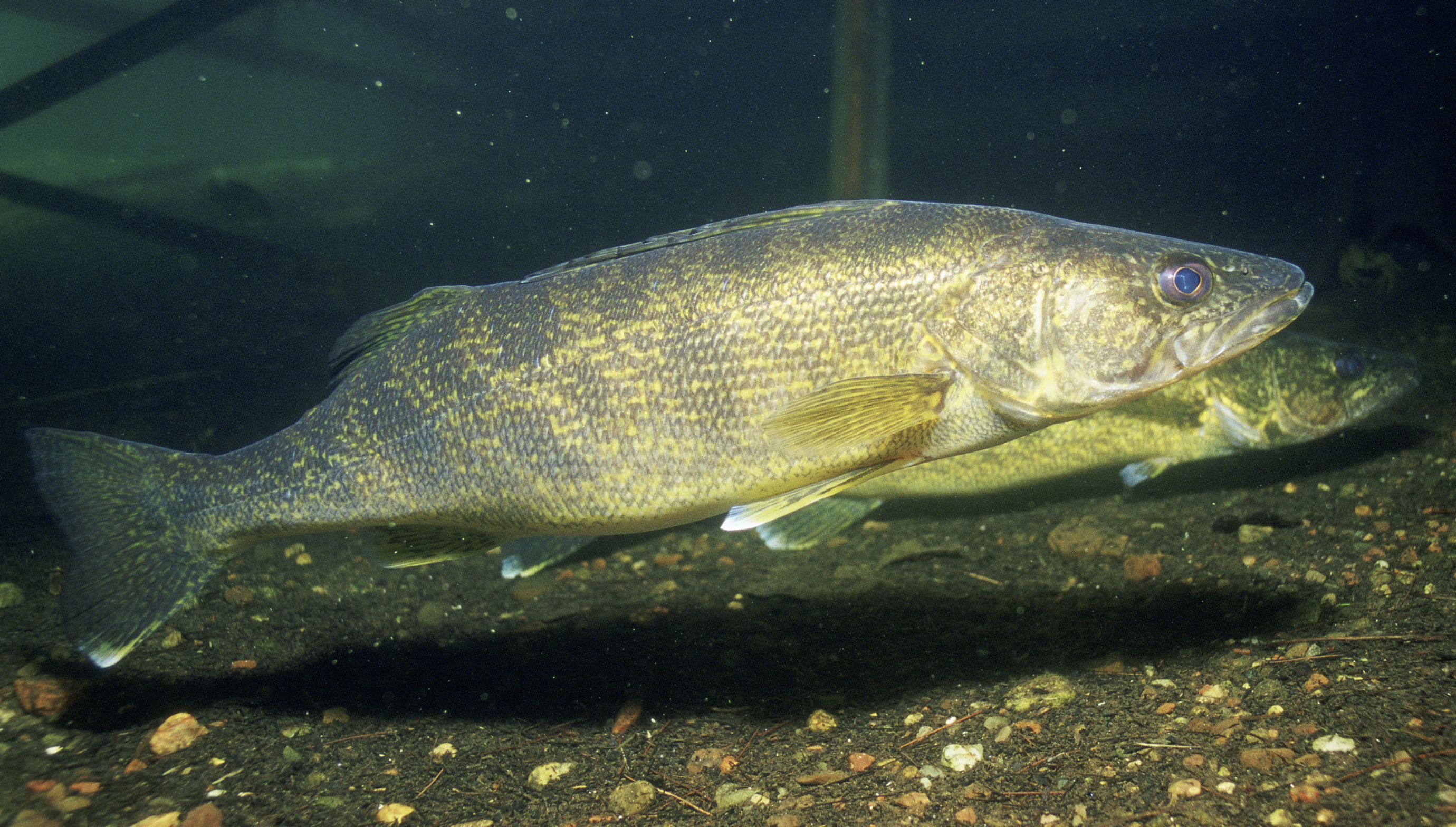 Walleye - Manitoba State Symbol