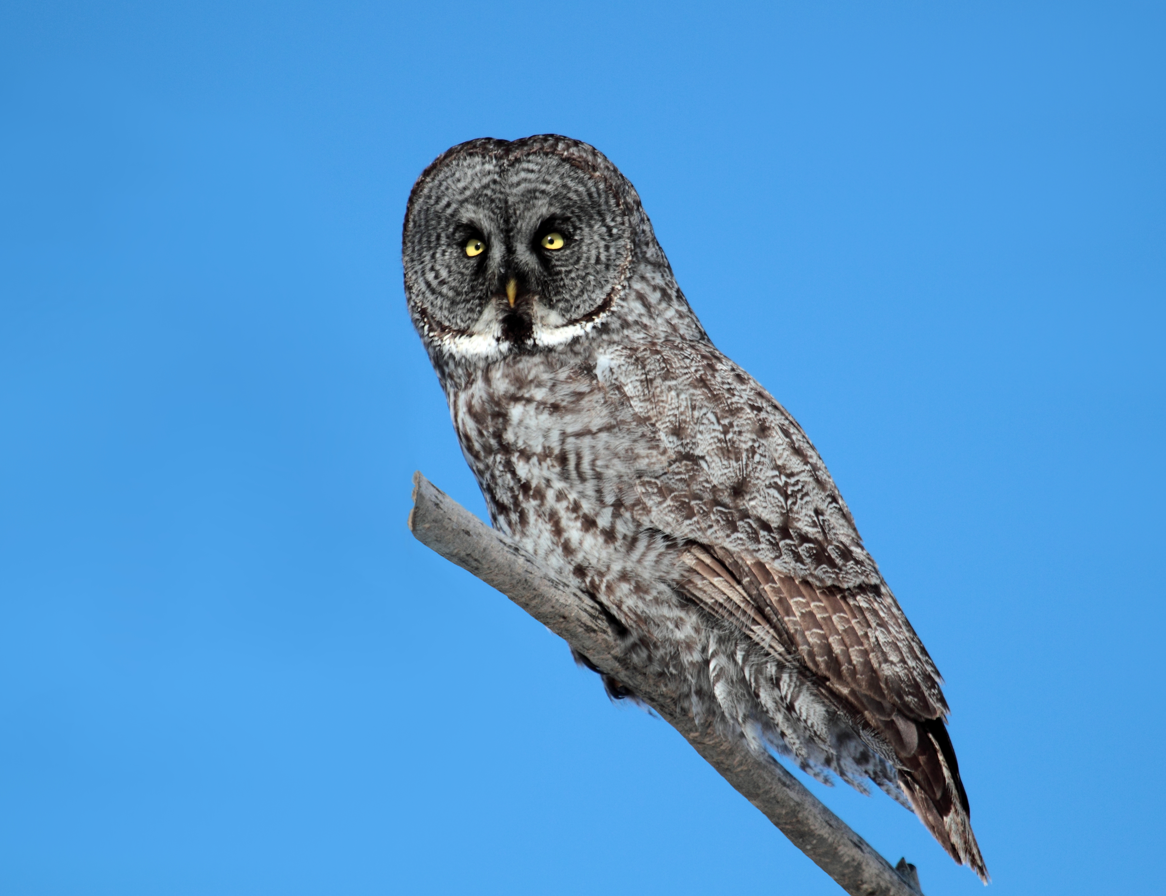 Great Grey Owl - Manitoba State Symbol