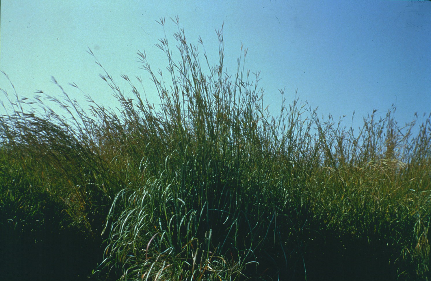 Andropogon gerardi - Manitoba State Symbol