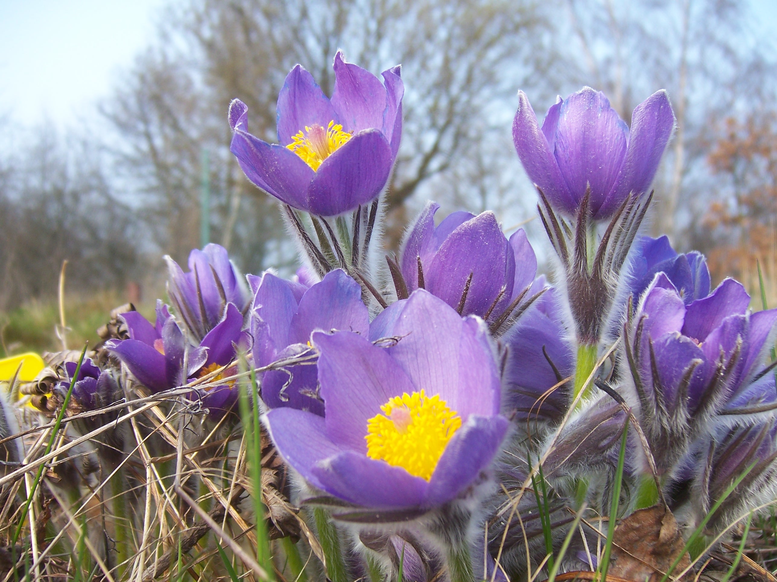 Pulsatilla patens - Manitoba State Symbol