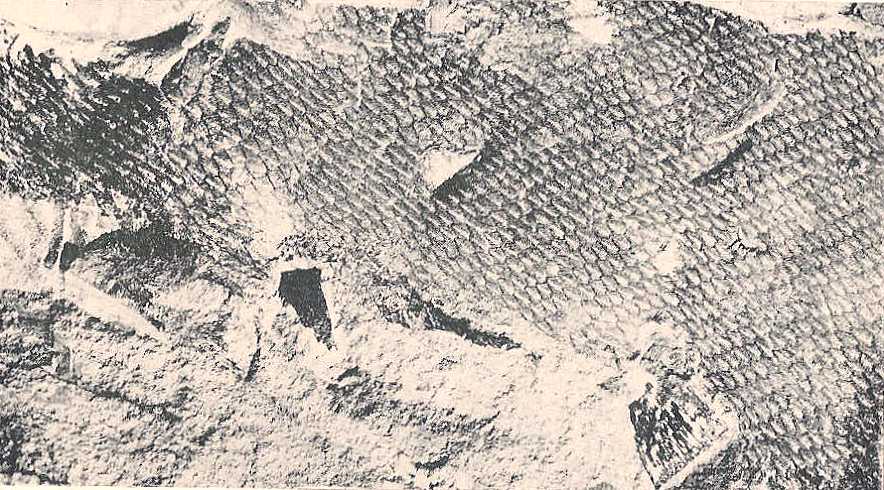 Tylosaurus - Manitoba State Symbol