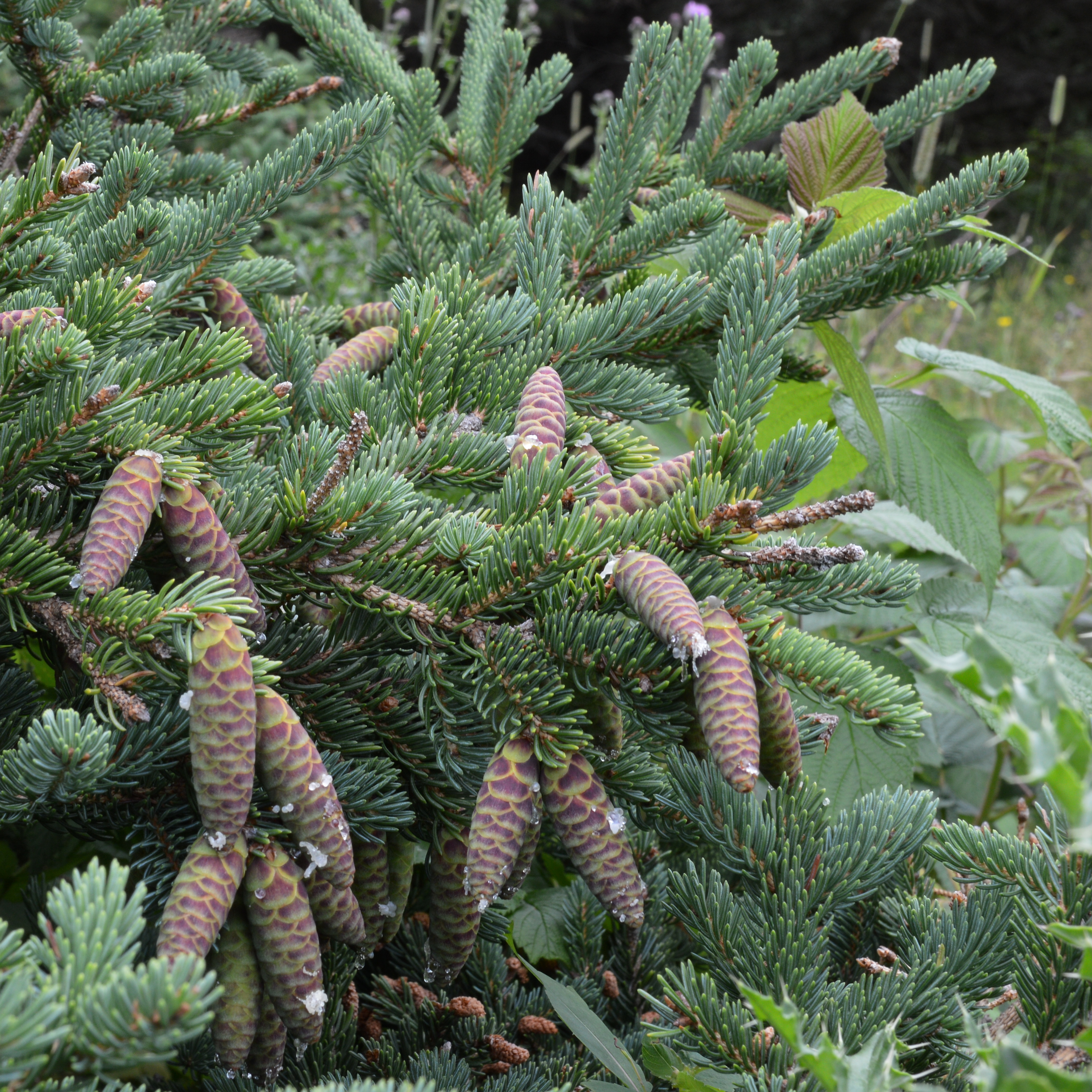 White spruce - Manitoba State Symbol