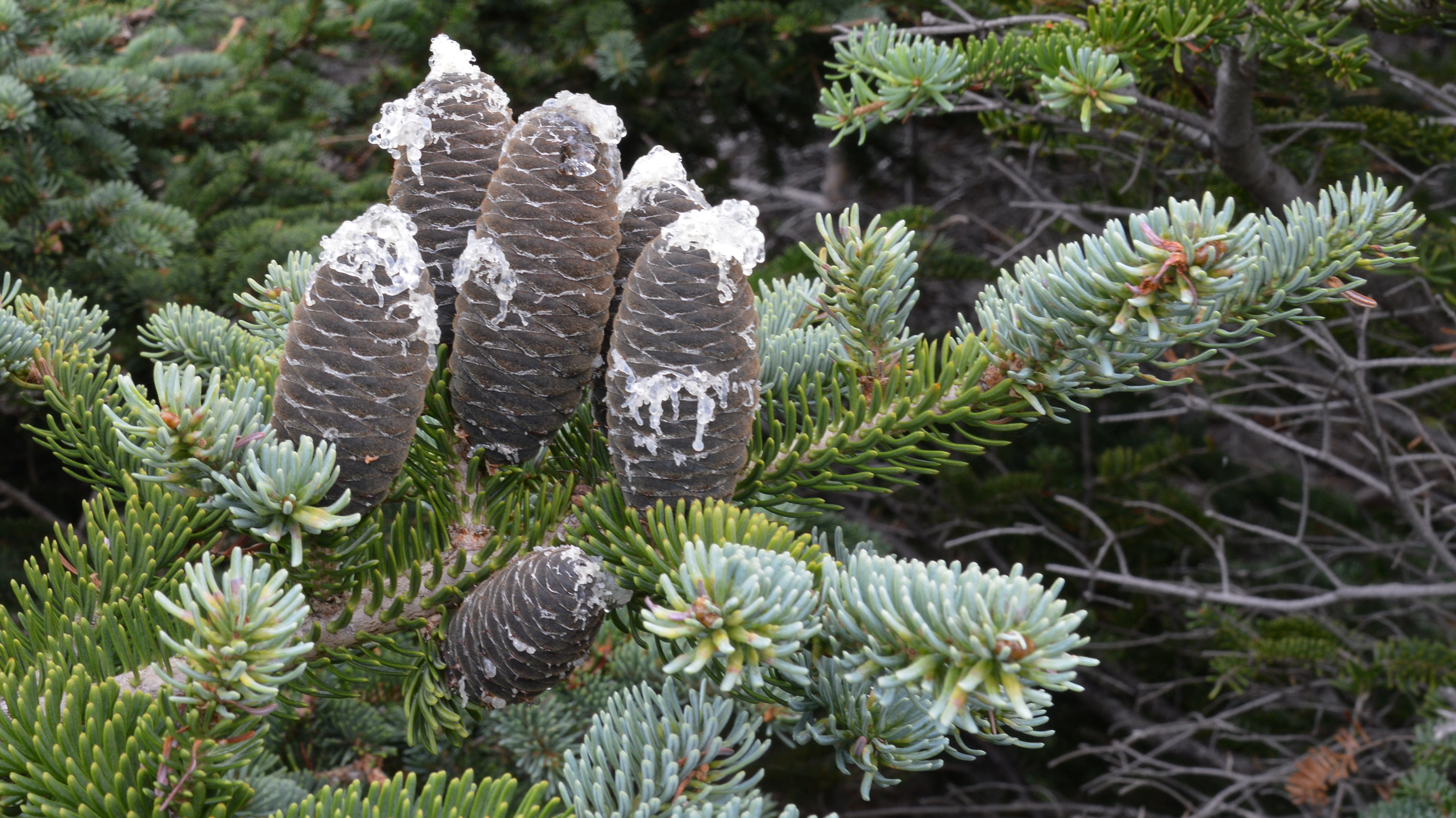 Abies balsamea - New Brunswick State Symbol