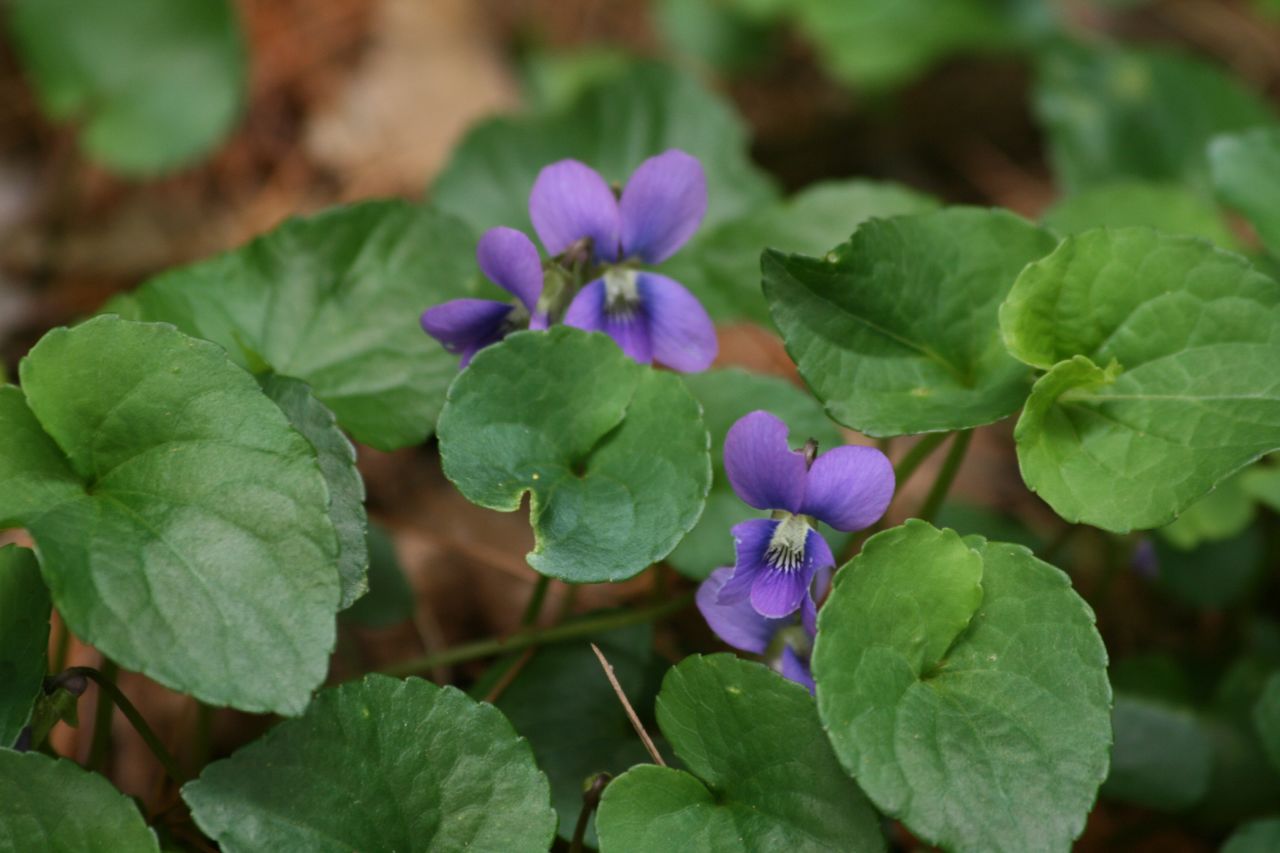 Viola cucullata - New Brunswick State Symbol