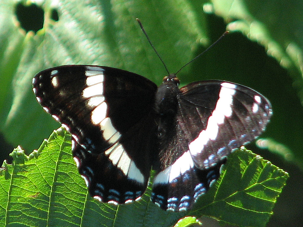 Limenitis arthemis arthemis - Quebec State Symbol