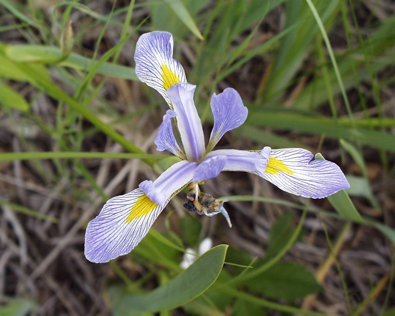 Iris versicolor - Quebec State Symbol