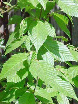 Betula alleghaniensis - Quebec State Symbol