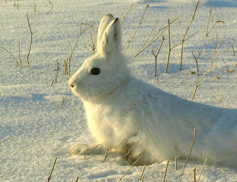 Mountain Hare - Central Finland State Symbol