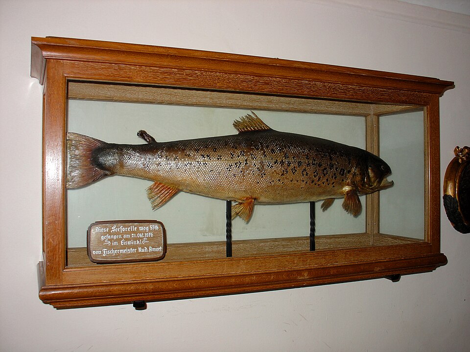 Salmo trutta lacustris - Central Finland State Symbol