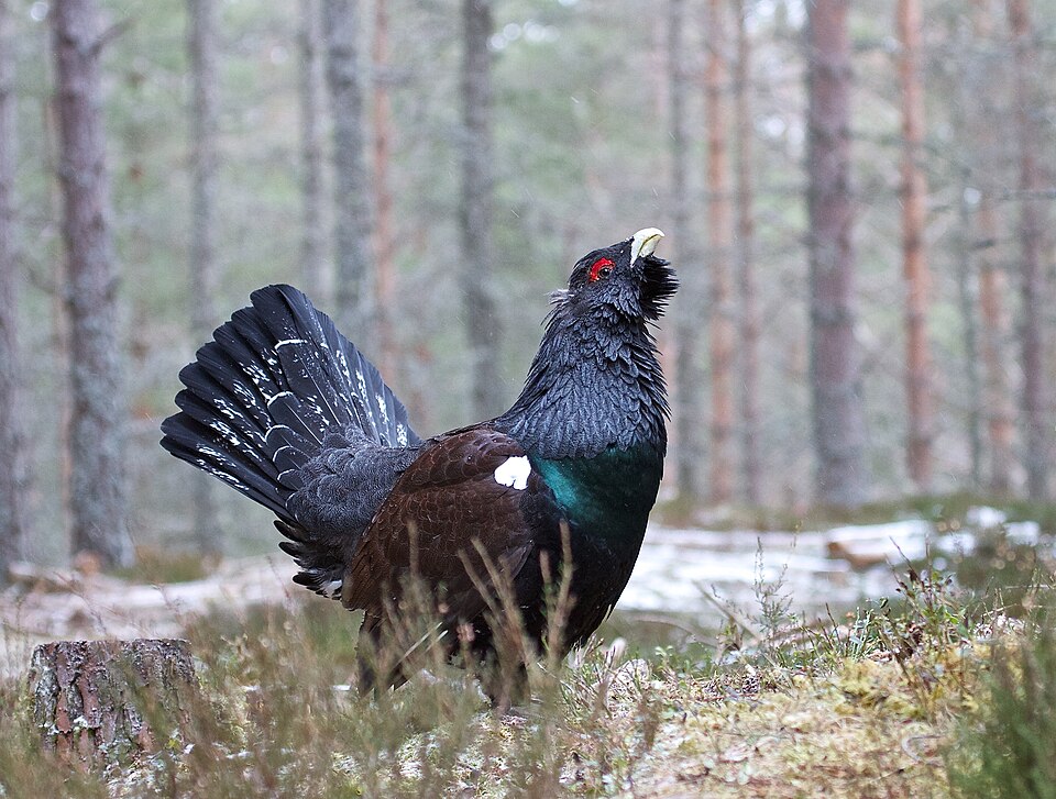 Western Capercaillie - Central Finland State Symbol