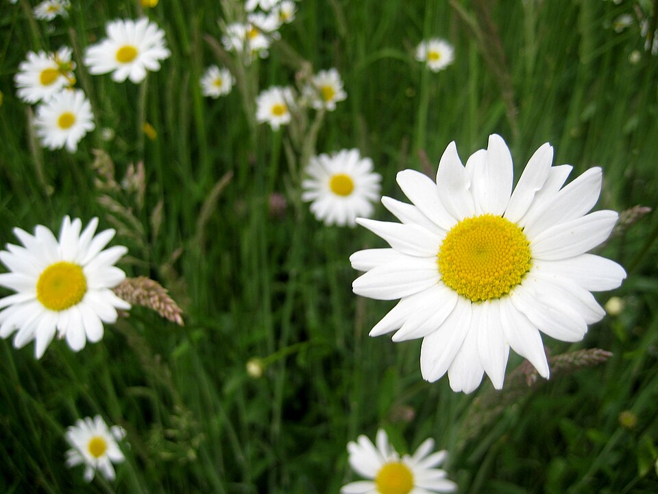 Leucanthemum vulgare - Central Finland State Symbol