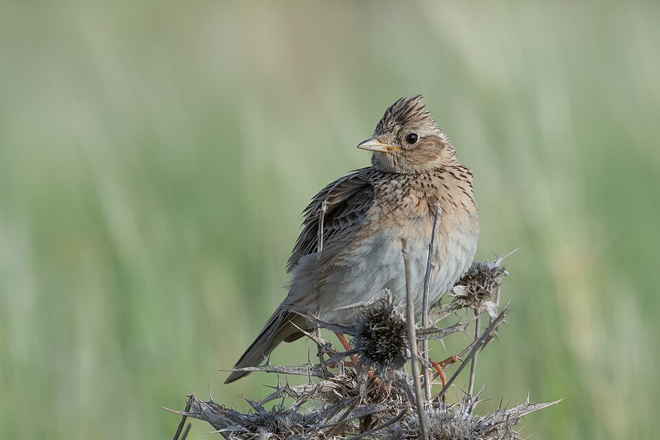 Eurasian Skylark - Central Ostrobothnia State Symbol