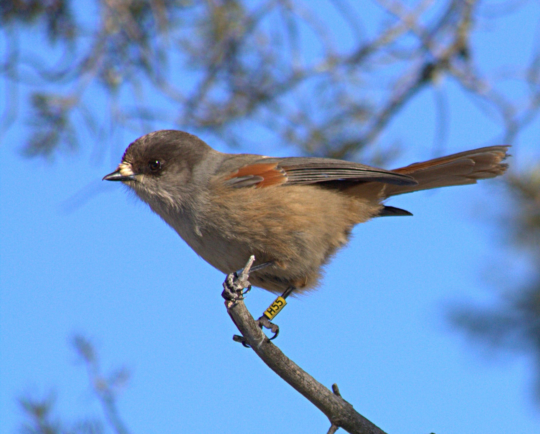 Siberian Jay - Kainuu State Symbol