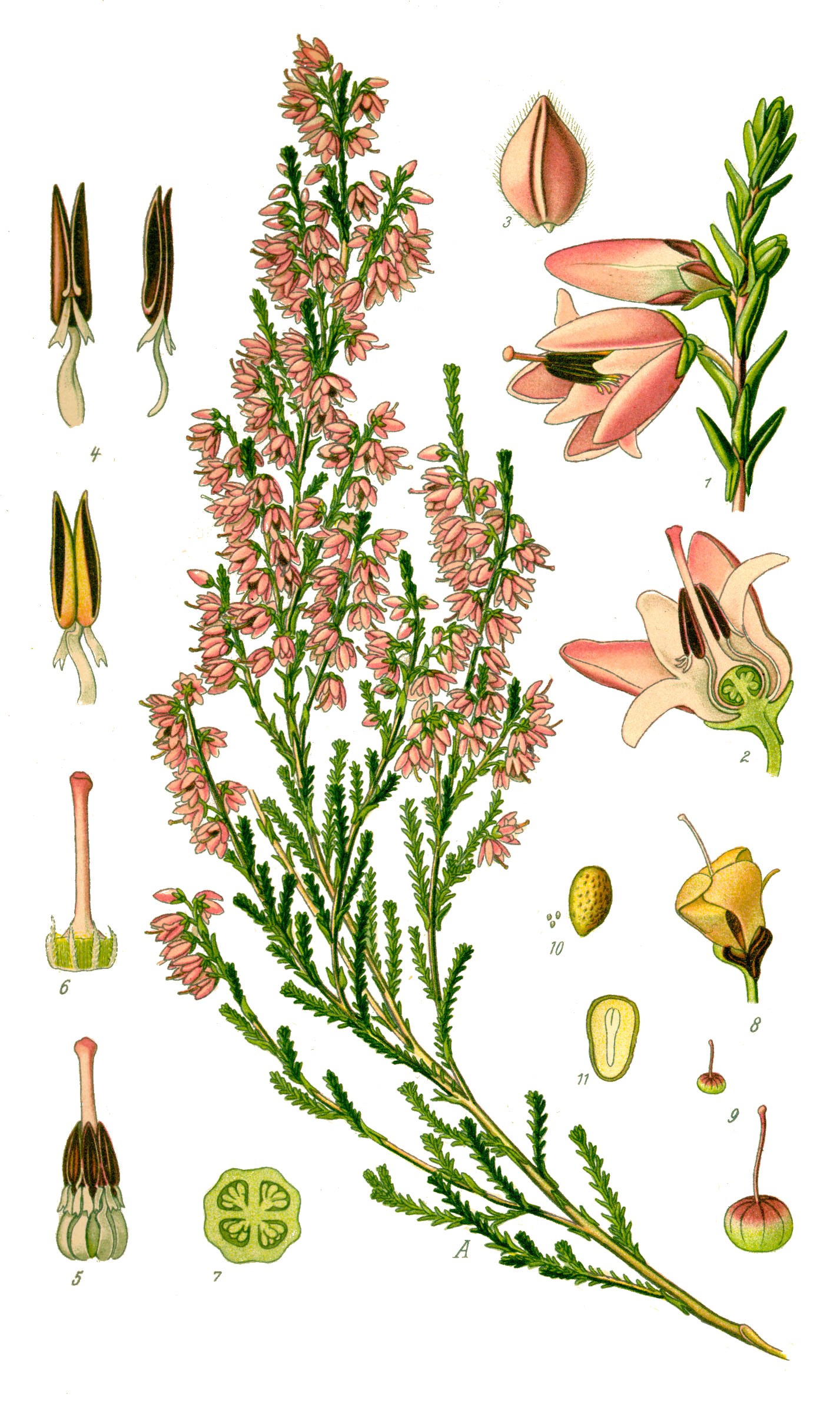 Calluna vulgaris - Kainuu State Symbol