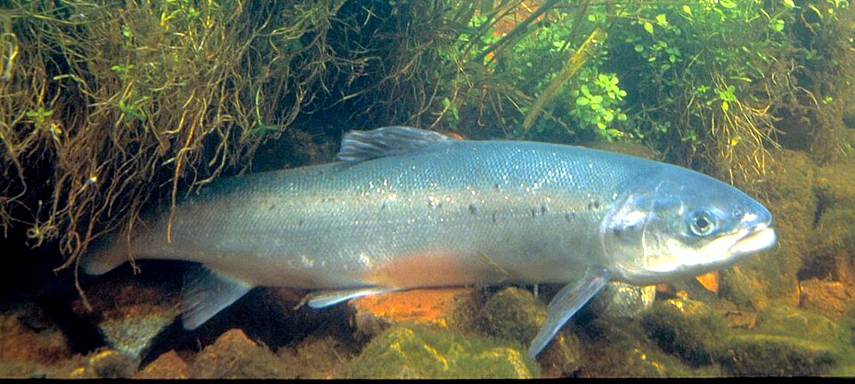 Atlantic salmon - Lapland State Symbol