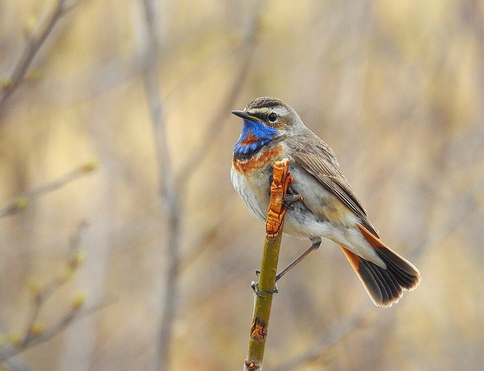 Bluethroat - Lapland State Symbol