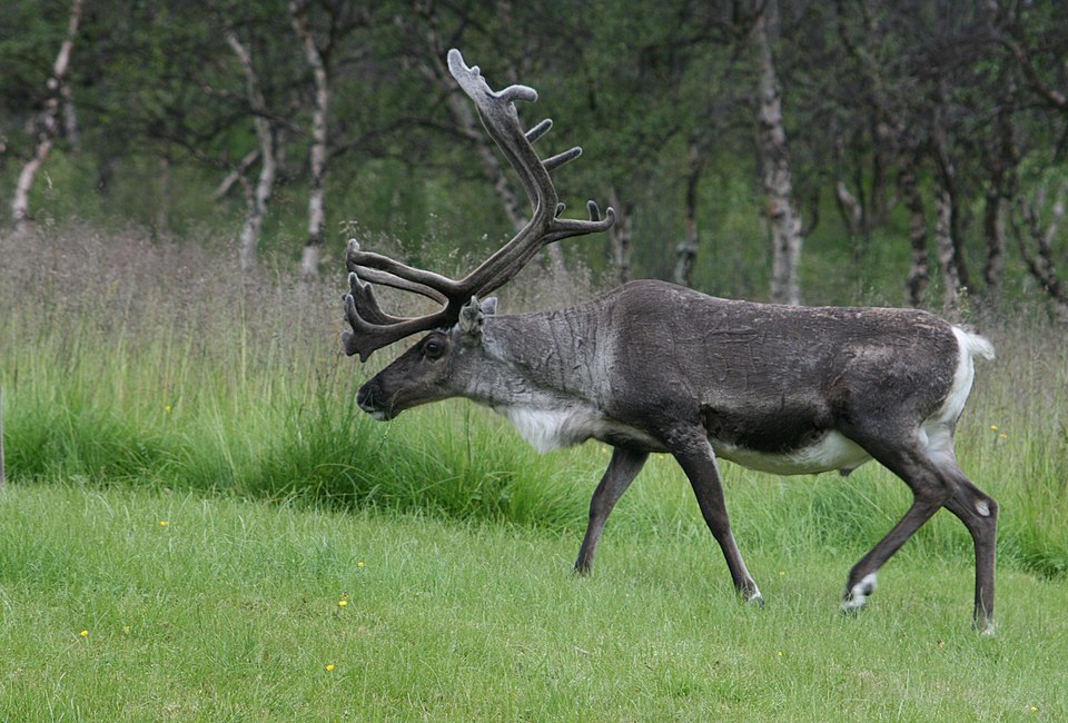 domesticated reindeer - Lapland State Symbol