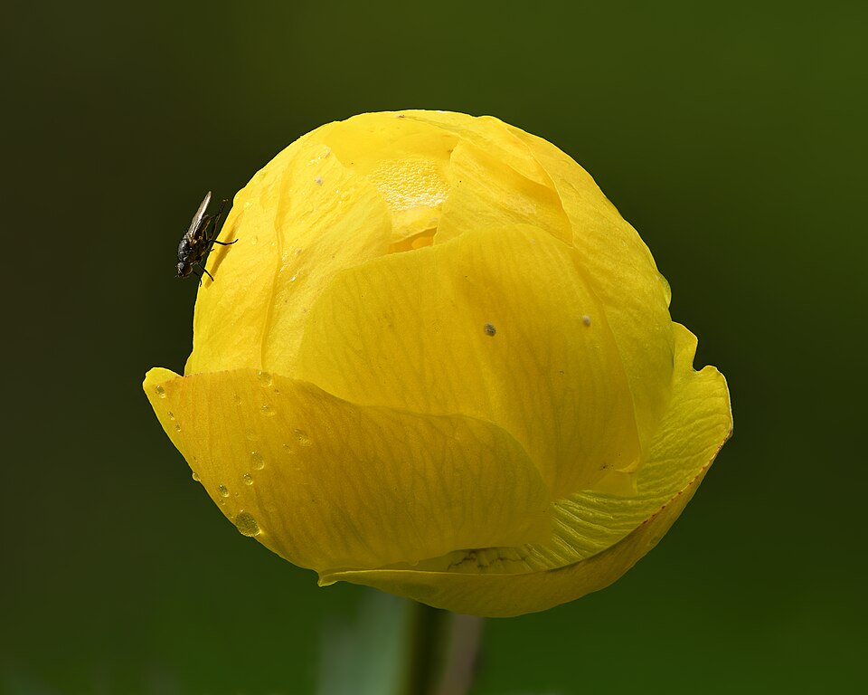 Trollius europaeus - Lapland State Symbol