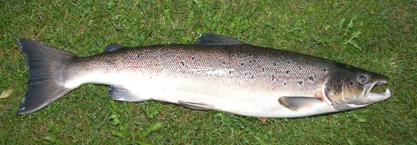 fresh water trout - North Karelia State Symbol