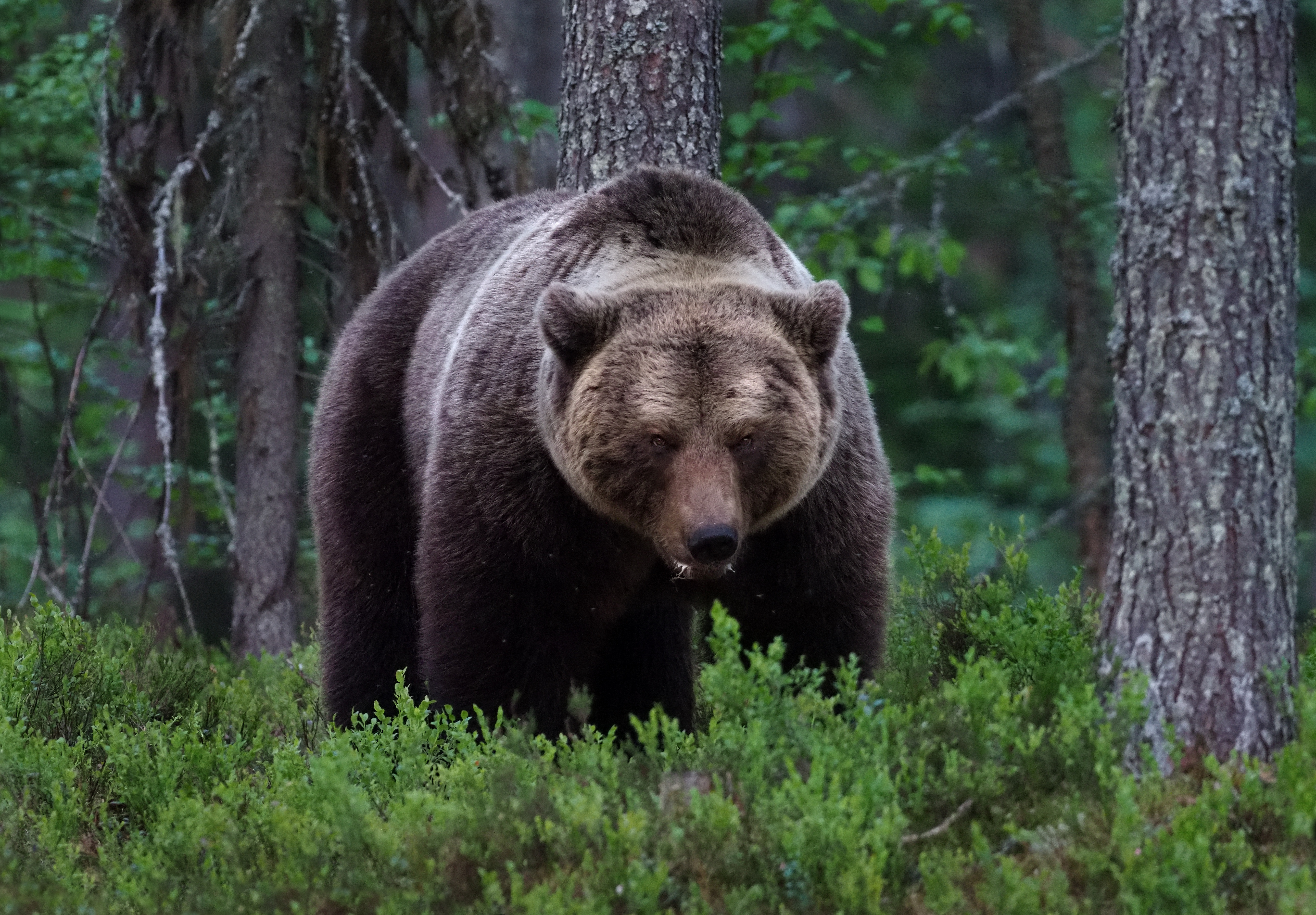 Ursus arctos - North Karelia State Symbol