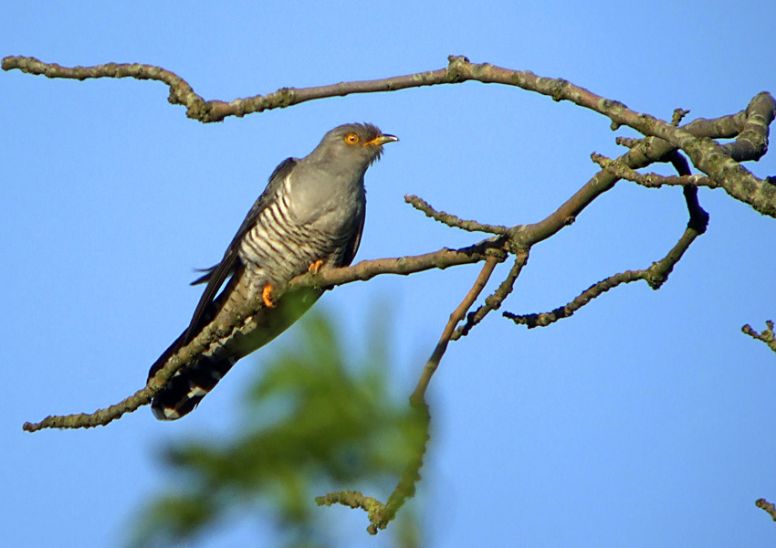 Common Cuckoo - North Karelia State Symbol