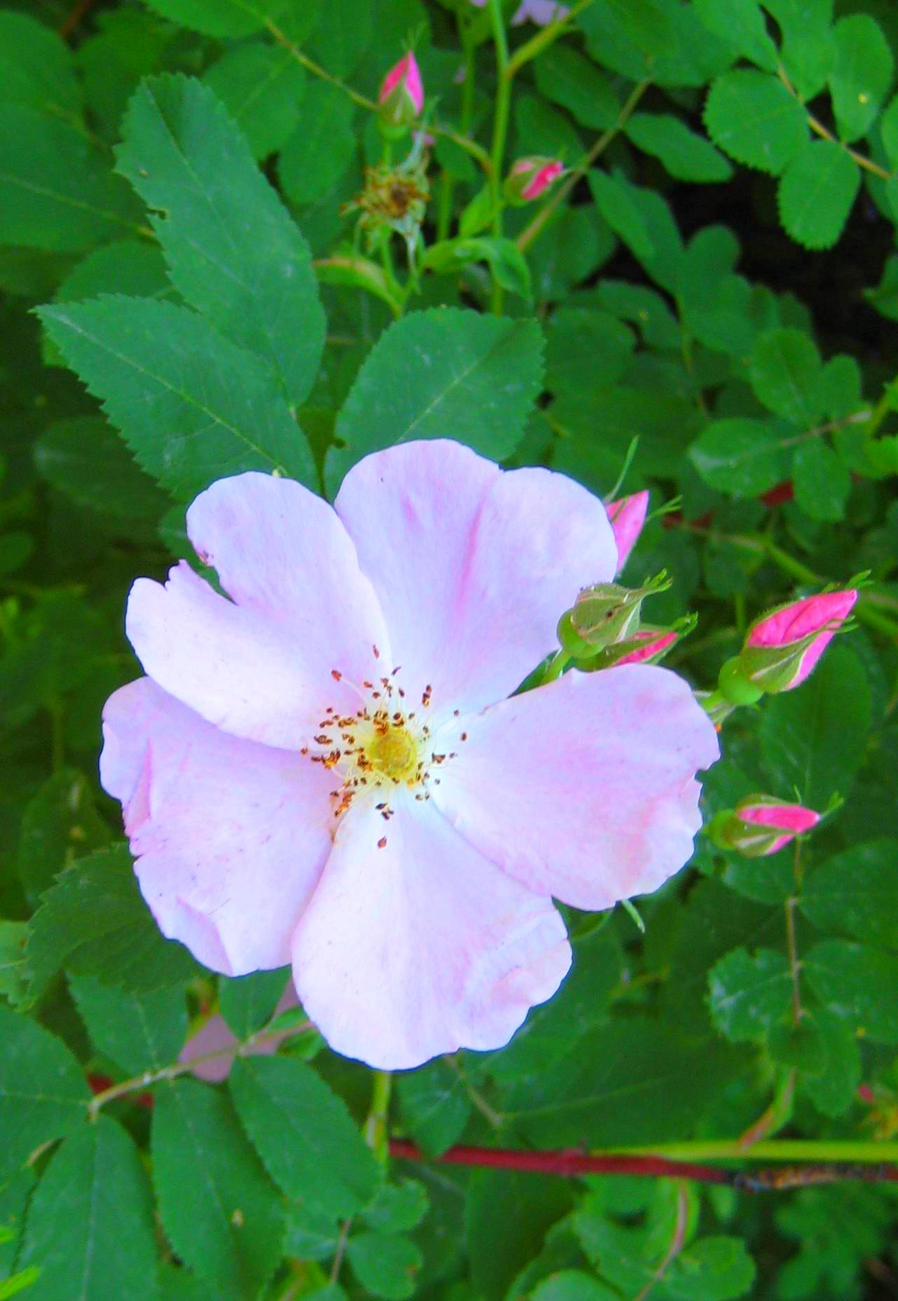 Rosa acicularis - North Karelia State Symbol