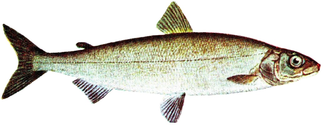 Coregonus lavaretus - North Ostrobothnia State Symbol