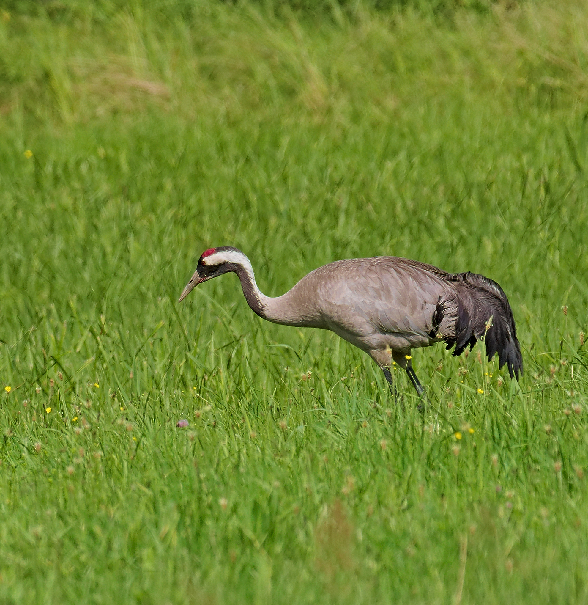 Common Crane - North Ostrobothnia State Symbol