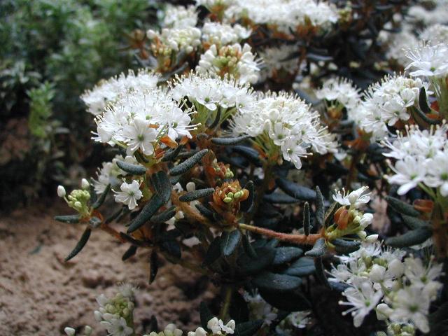 Rhododendron tomentosum - North Ostrobothnia State Symbol