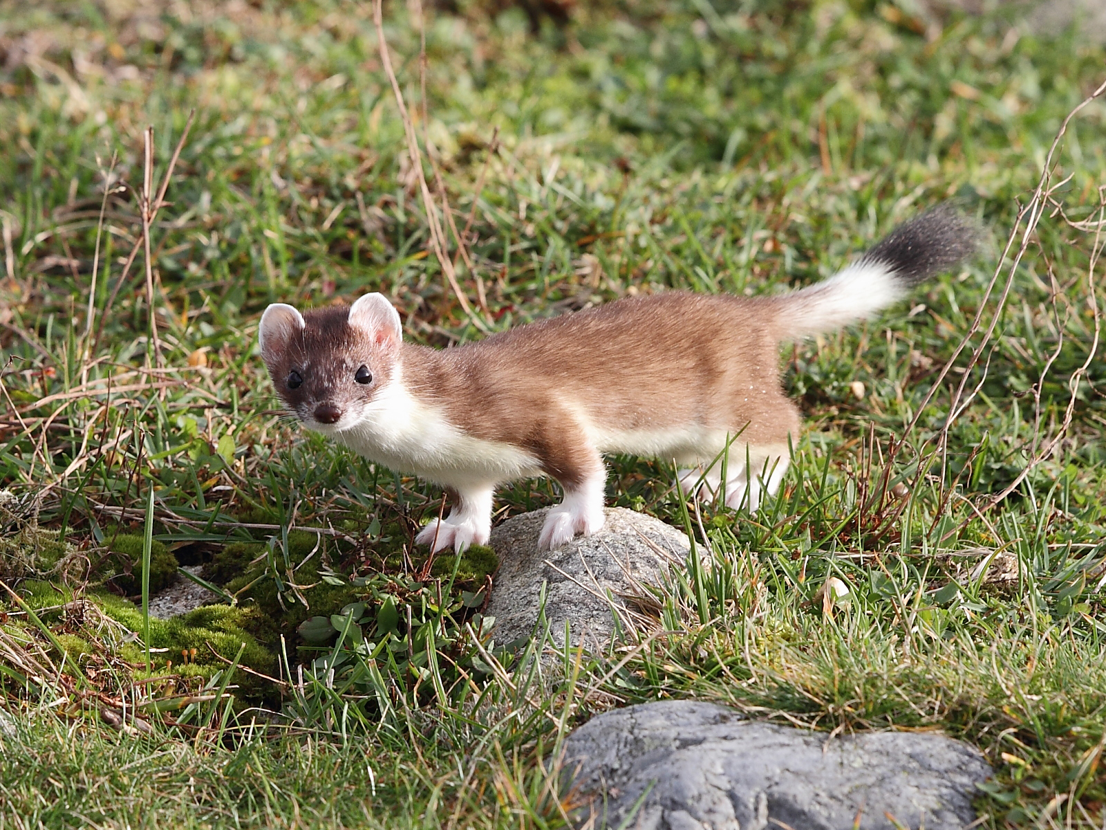 Mustela erminea - North Ostrobothnia State Symbol