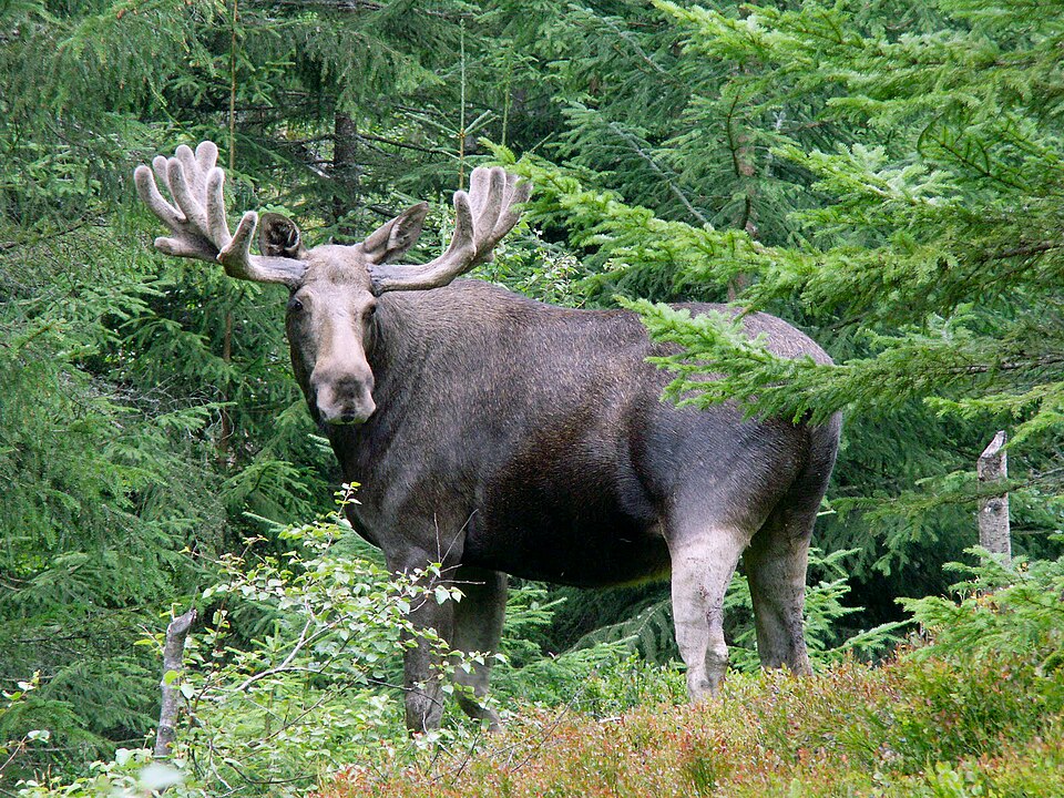 Alces alces - Kymenlaakso State Symbol