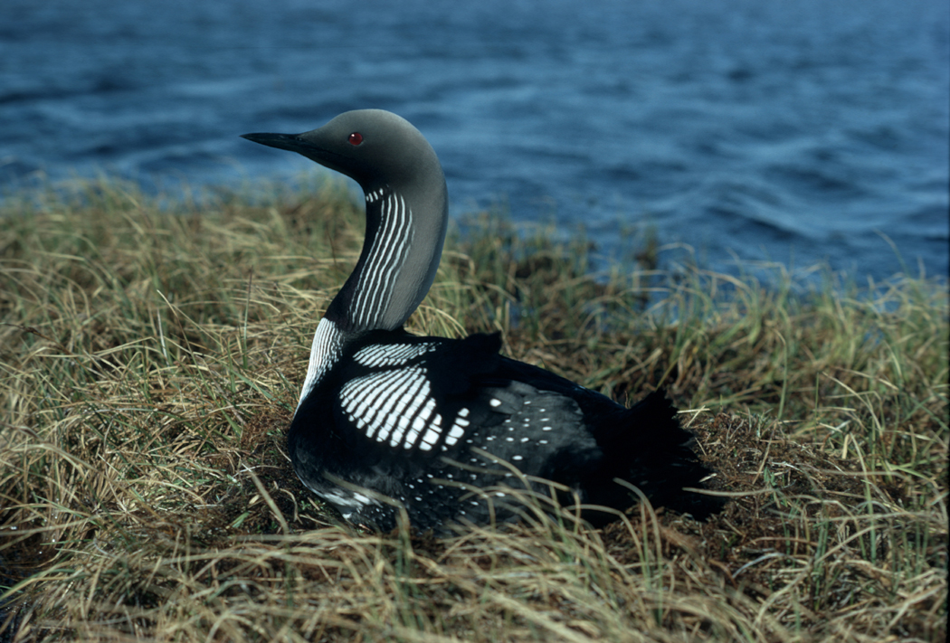 Black-throated loon - Kymenlaakso State Symbol