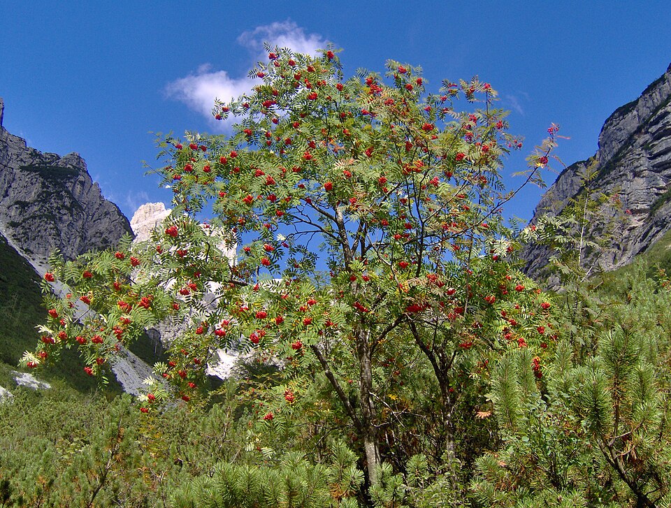 Sorbus aucuparia - Kymenlaakso State Symbol