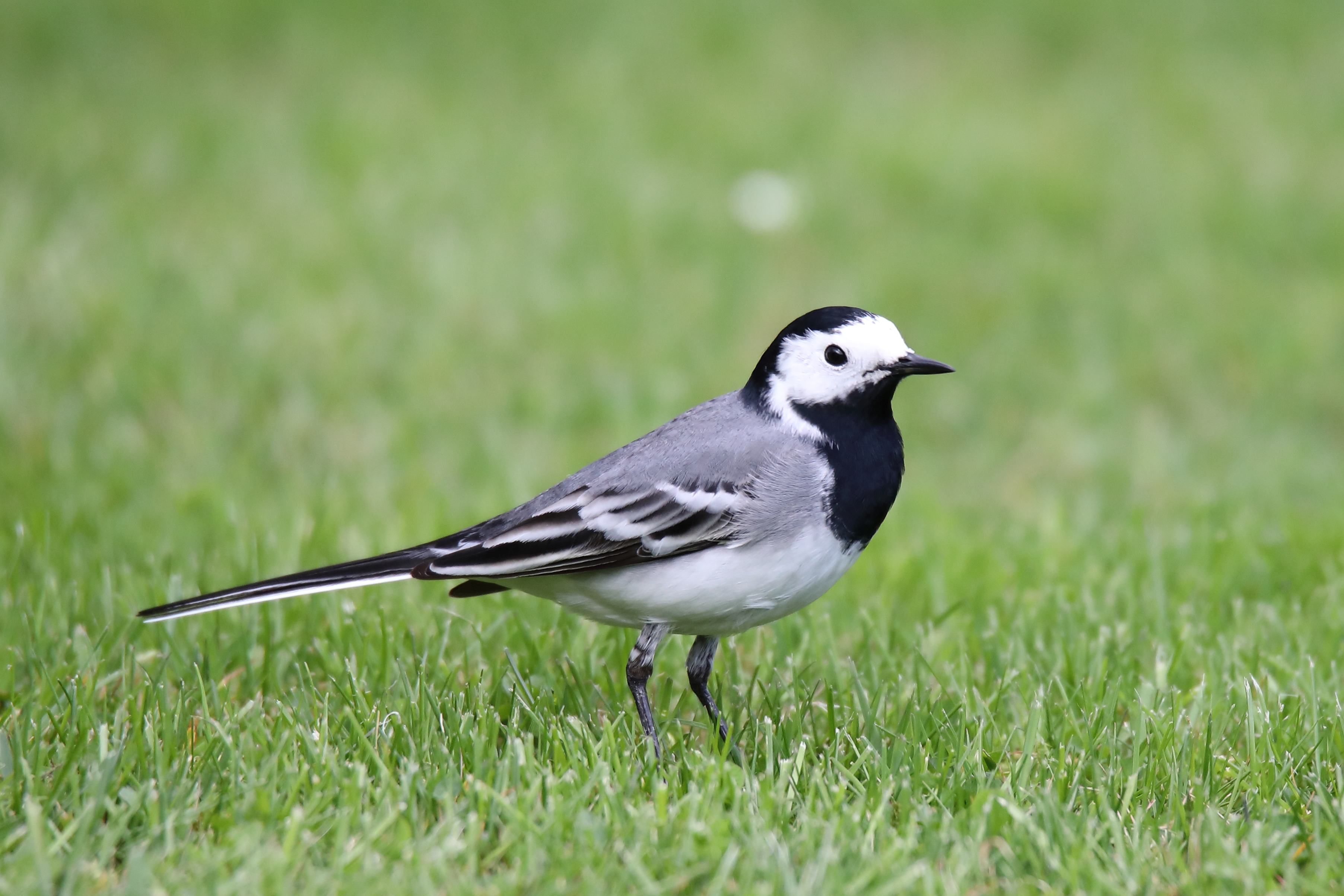 Motacilla alba - Pirkanmaa State Symbol