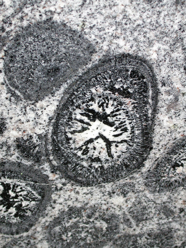 orbiculite - Pirkanmaa State Symbol