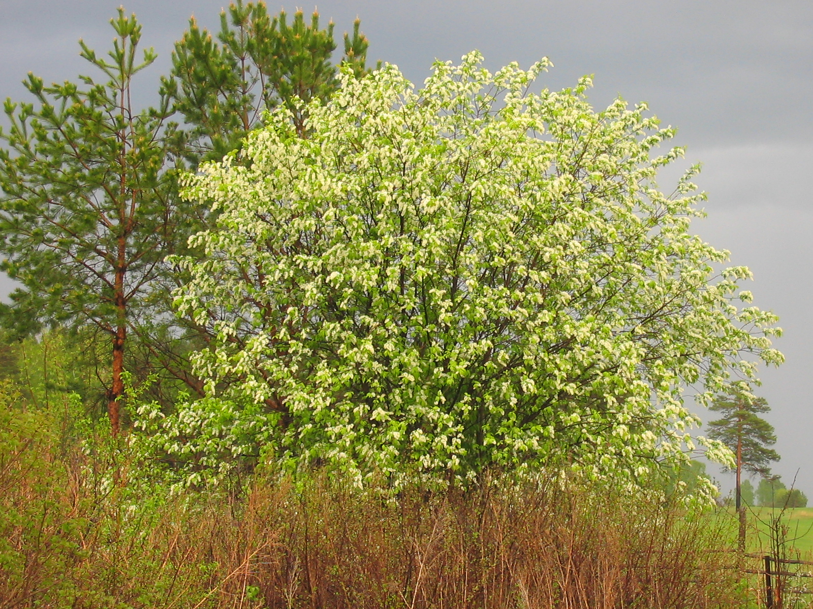 Prunus padus - Pirkanmaa State Symbol