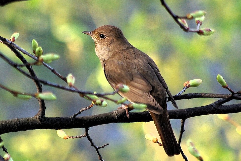 Thrush Nightingale - South Karelia State Symbol