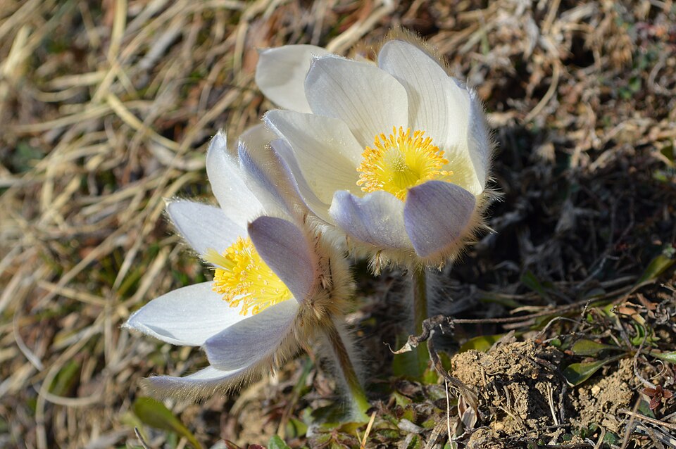 Pulsatilla vernalis
