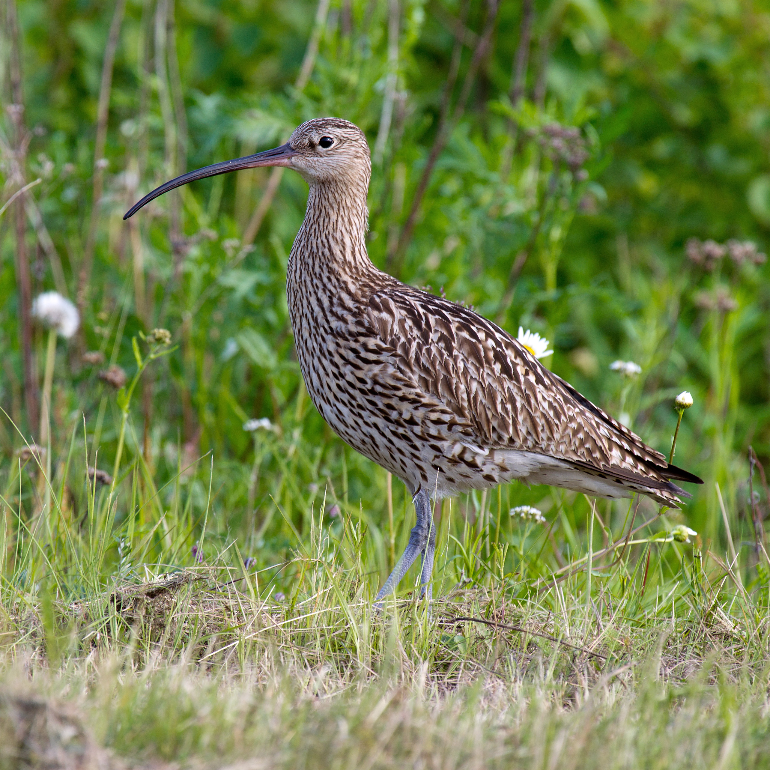 Eurasian Curlew - South Ostrobothnia State Symbol