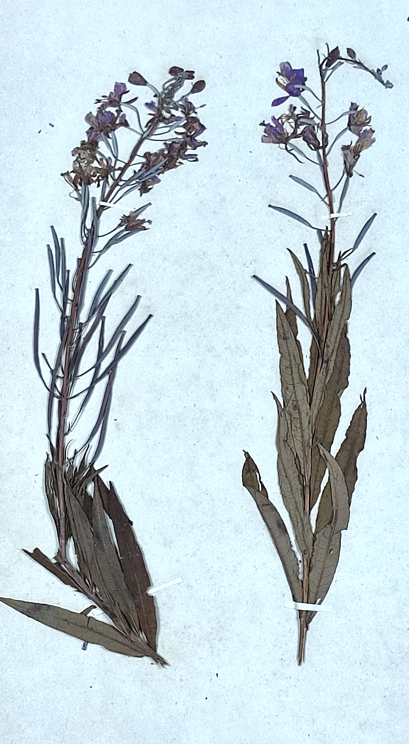 Chamaenerion angustifolium - South Ostrobothnia State Symbol